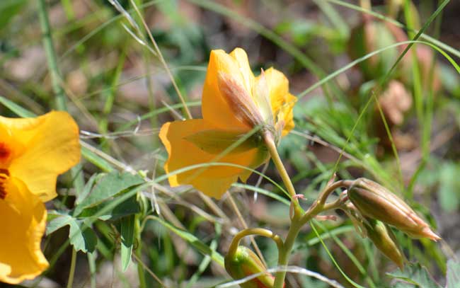 Amoreuxia palmatifida, Mexican Yellowshow, Southwest Desert Flora